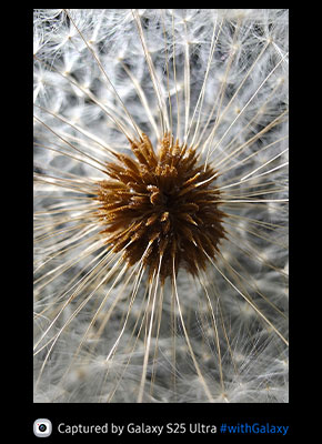 Ultra wide photo of matured dandelions. The flower's seeds are clear and detailed.