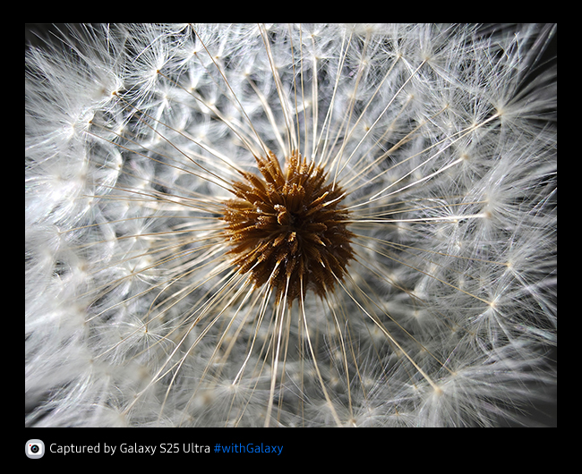 Ultra wide photo of matured dandelions. The flower's seeds are clear and detailed.